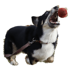 Dog_CorgiKen