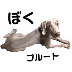 Ayumi_20190728191435