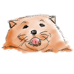 Bao - A Chubby puppy