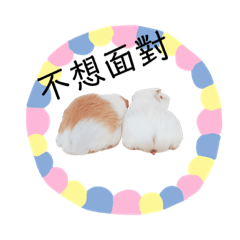 天竺鼠  小桂&小花