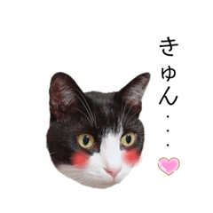 ykns cats