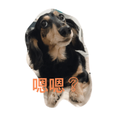長毛臘腸哭幾的日常