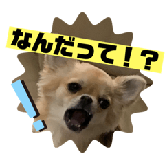 cocoa!