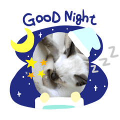 gu-tara cat_20190727174350