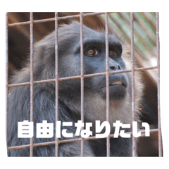 猿、さる、サル！part5