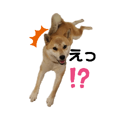 リリー 柴犬