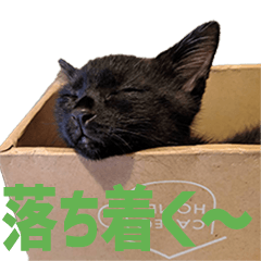 bulack kitten in Japanese