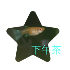 孔雀魚問候語