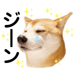 Shibainu_MAME