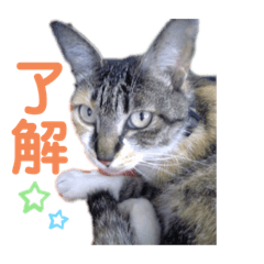 cat_20190730102331