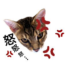 CATCAT_20190729200919