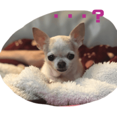 dog happy how cute puppy is this