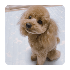 Suzu_20190730142425