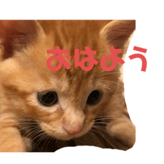 Cats stamps 2019 7-30