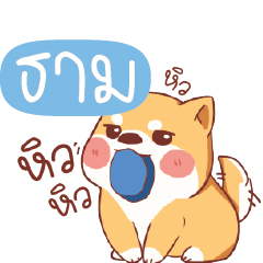 TAM5 Shiba naughty dog