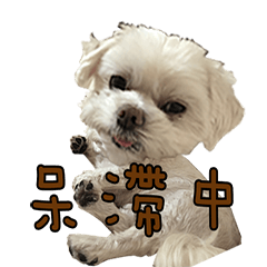 chu chu dog dog