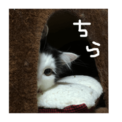 Fuwamaru