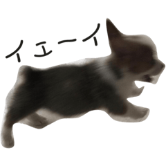 iwamo_chin