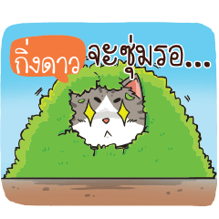 KINGDAO cheeky cat