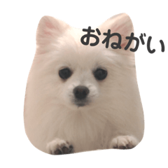 Pomeranianbebi