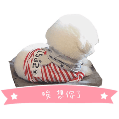 貝貝 比熊犬
