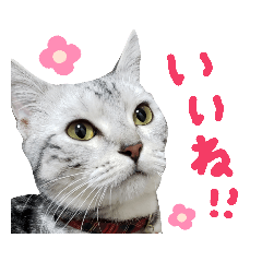 AYUMI_20190801113652