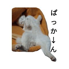 mimi_20190801162945