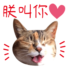 台湾中国語の猫スタンプ