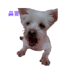 牛牛4
