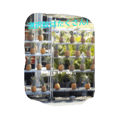 asuka_20190731082753