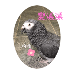 安媽之琪琪公主