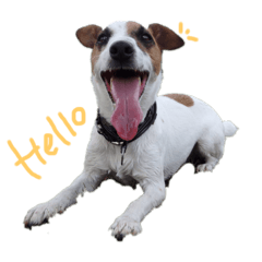 JUCKRUSSELLTERRIER NEAR Simple