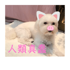 叫我奇老大