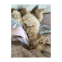 我們家可愛又調皮的兒子