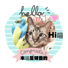 j貓の日常生活