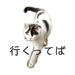 pon_20190801225848