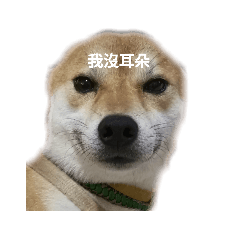 柴犬小汪寶