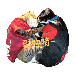 可可的生活日常