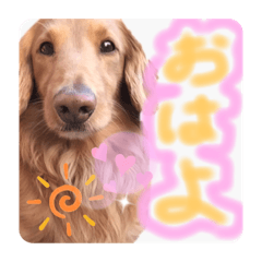 cookie_20190803000423