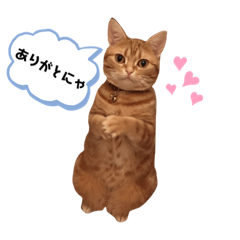 Caolila-tun the Cat in Japan