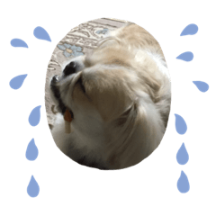 hachi_20190803204510