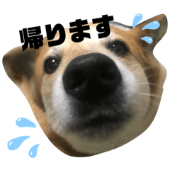 koko's_stamp2