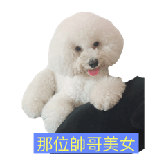 貝貝比熊3