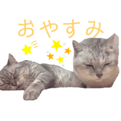 omiya makochan