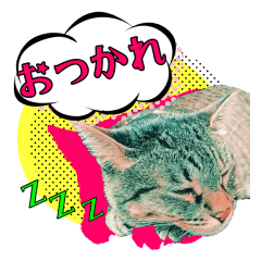 pop art photo cat Sticker 1