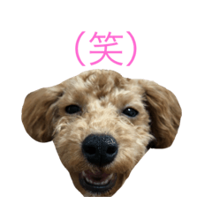 toy poodle Candy
