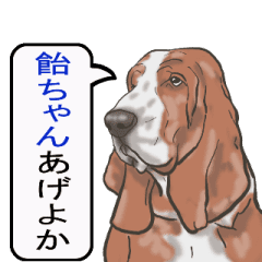 Basset hound 30(dog)