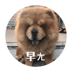 chow chow xiao pang 3