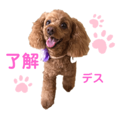 トイプードル ファニー