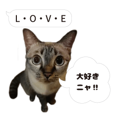 Japanese Cat_Speak Japanese